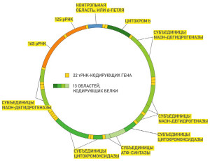 информационная емкость человеческой яйцеклетки приблизительно равна 2